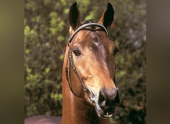Koń holsztyński, Ogier, 34 lat, 168 cm, Gniada