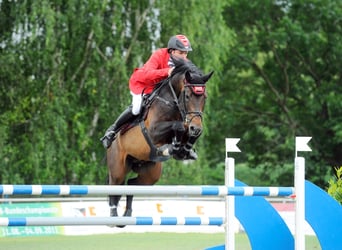 Koń holsztyński, Ogier, 23 lat, 168 cm, Gniada