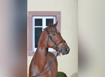 Koń holsztyński, Ogier, 12 lat, 168 cm, Gniada