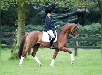Koń holsztyński, Ogier, 12 lat, 170 cm, Kasztanowata