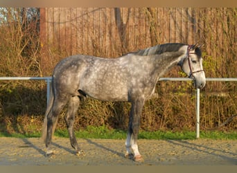 Koń holsztyński, Ogier, 6 lat, 173 cm, Siwa jabłkowita