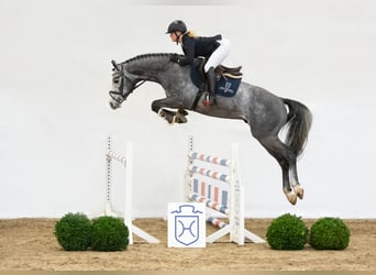 Koń holsztyński, Ogier, 7 lat, 168 cm, Siwa