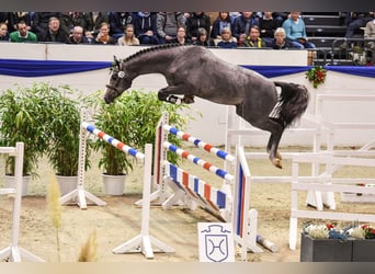 Koń holsztyński, Ogier, 7 lat, 168 cm, Siwa