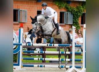 Koń holsztyński, Ogier, 10 lat, 170 cm, Siwa
