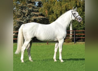 Koń holsztyński, Ogier, 33 lat, 168 cm, Siwa