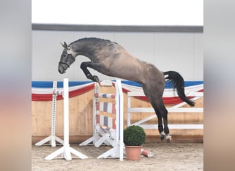 Koń holsztyński, Ogier, 10 lat, 170 cm, Siwa