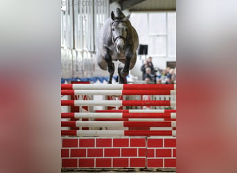 Koń holsztyński, Ogier, 8 lat, 168 cm, Siwa
