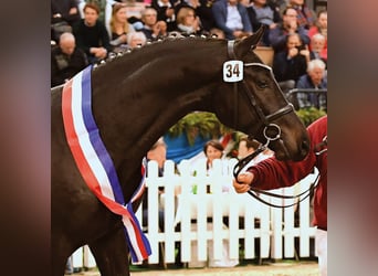 Koń holsztyński, Ogier, 8 lat, 166 cm, Skarogniada