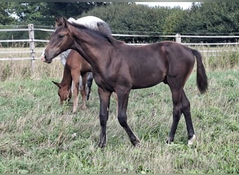 Koń holsztyński, Ogier, Źrebak (04/2026), 168 cm, Ciemnogniada