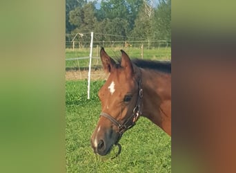 Koń holsztyński, Ogier, Źrebak (05/2025), Gniada