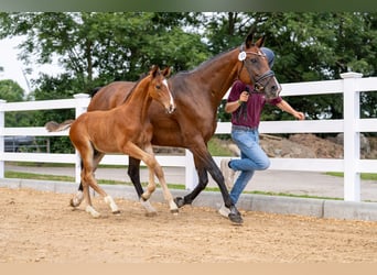 Koń holsztyński, Ogier, Źrebak (01/2026), Gniada