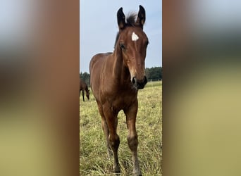 Koń holsztyński, Ogier, Źrebak (06/2024), Gniada