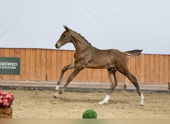 Koń holsztyński, Ogier, Źrebak (05/2026), Gniada