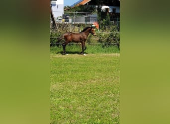 Koń holsztyński, Ogier, Źrebak (04/2025), Gniada