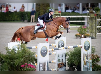 Koń holsztyński, Ogier, Źrebak (01/2025)