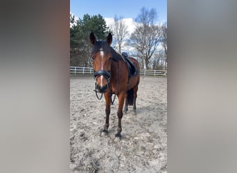 Koń holsztyński Mix, Wałach, 10 lat, 162 cm, Gniada