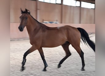 Koń holsztyński, Wałach, 10 lat, 165 cm, Gniada