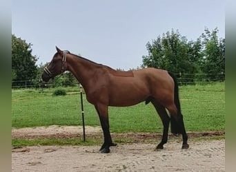 Koń holsztyński, Wałach, 10 lat, 165 cm, Gniada