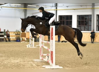 Koń holsztyński, Wałach, 10 lat, 168 cm, Ciemnogniada