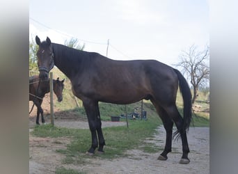 Koń holsztyński, Wałach, 10 lat, 180 cm, Gniada