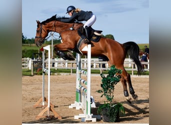 Koń holsztyński, Wałach, 10 lat, 180 cm, Gniada