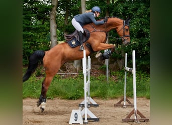 Koń holsztyński, Wałach, 10 lat, 180 cm, Gniada