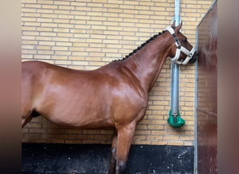 Koń holsztyński, Wałach, 10 lat, 180 cm, Gniada