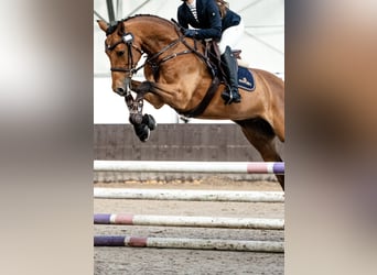 Koń holsztyński, Wałach, 11 lat, 164 cm, Gniada