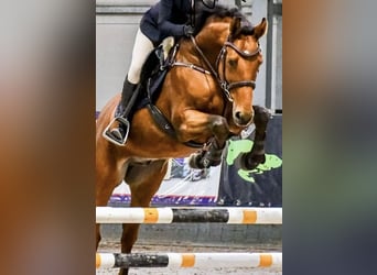 Koń holsztyński, Wałach, 11 lat, 164 cm, Gniada