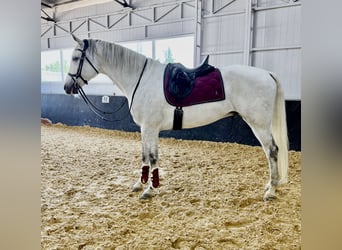 Koń holsztyński Mix, Wałach, 11 lat, 174 cm, Siwa