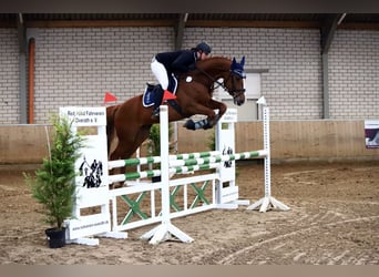 Koń holsztyński, Wałach, 12 lat, 170 cm, Kasztanowata