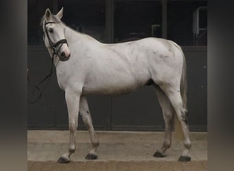 Koń holsztyński, Wałach, 12 lat, 172 cm, Siwa