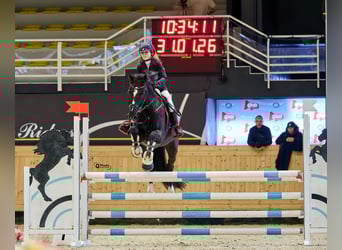 Koń holsztyński, Wałach, 13 lat, 165 cm, Ciemnogniada