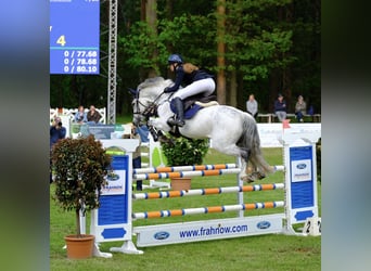 Koń holsztyński, Wałach, 13 lat, 165 cm, Siwa