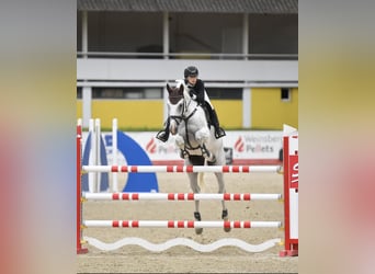 Koń holsztyński, Wałach, 13 lat, 170 cm, Siwa