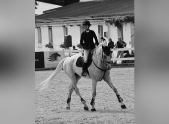 Koń holsztyński, Wałach, 13 lat, 170 cm, Siwa