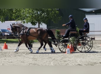 Koń holsztyński, Wałach, 14 lat, 170 cm, Gniada