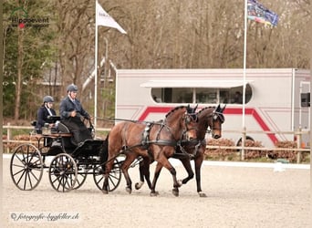 Koń holsztyński, Wałach, 14 lat, 170 cm, Gniada
