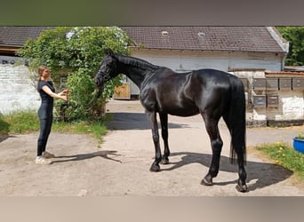 Koń holsztyński, Wałach, 14 lat, 170 cm, Kara