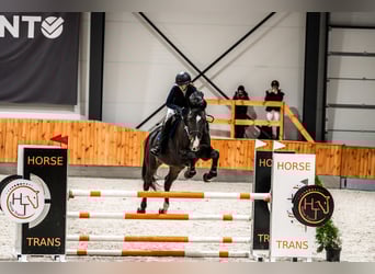 Koń holsztyński, Wałach, 14 lat, 172 cm, Gniada