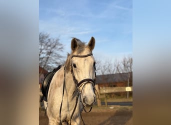 Koń holsztyński, Wałach, 15 lat, 163 cm