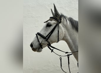 Koń holsztyński, Wałach, 15 lat, 173 cm, Siwa