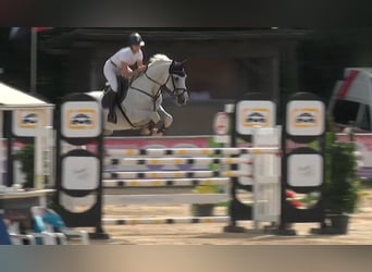 Koń holsztyński, Wałach, 16 lat, 172 cm, Siwa