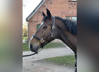 Koń holsztyński, Wałach, 16 lat, 174 cm, Gniada