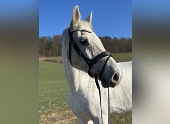 Koń holsztyński, Wałach, 17 lat, 172 cm, Siwa w hreczce