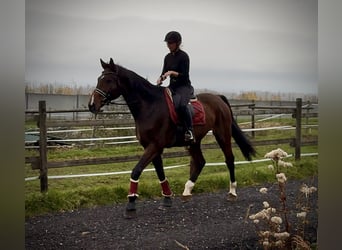 Koń holsztyński, Wałach, 17 lat, 180 cm, Gniada