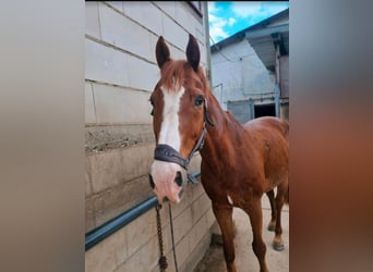 Koń holsztyński, Wałach, 19 lat, 170 cm, Kasztanowata