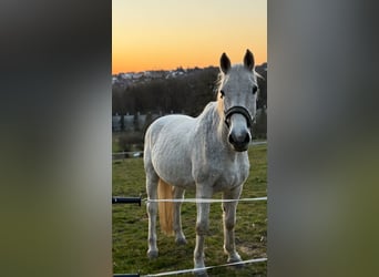 Koń holsztyński, Wałach, 19 lat, 173 cm, Siwa w hreczce