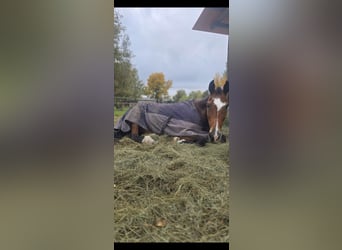 Koń holsztyński, Wałach, 20 lat, 169 cm, Gniada