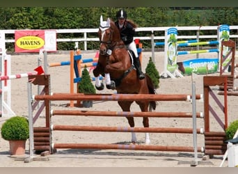 Koń holsztyński, Wałach, 23 lat, 165 cm, Kasztanowata